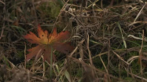 Wild Geranium Fall Colors Single Leaf Breezy Grass Stock Footage 12173527