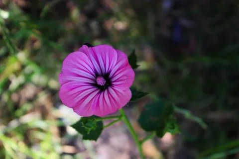 A wild geranium flower in the shadow, behind the flower there is sunlight. Stock Photos