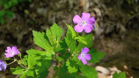 Wild Geranium Video stock 4682009