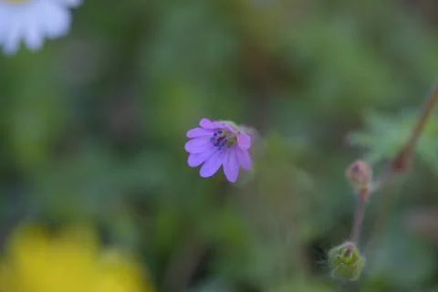 Wild Geranium Geranium maculatum blooming in green field Stock Photos