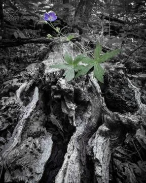 Wild Geranium Stock Photos