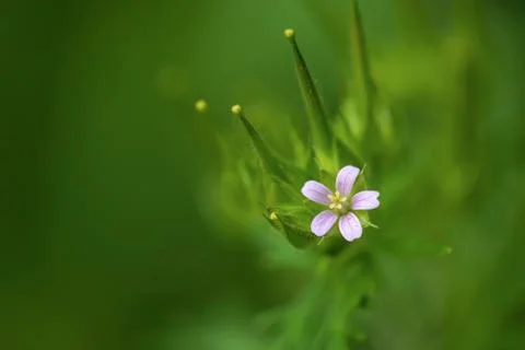 Wild Geranium Foto stock