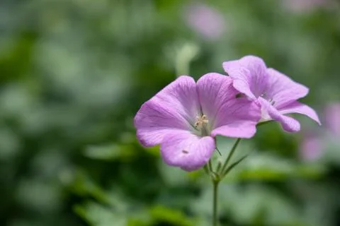 Wild geranium 스톡 사진