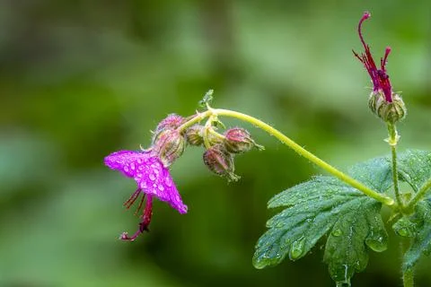Wild Geranium Rain Drops Macro Forest Bulgaria Stock Photos