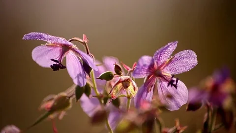 Wild Geranium Sunrise Dewdrops Closeup Stock Footage 83444018