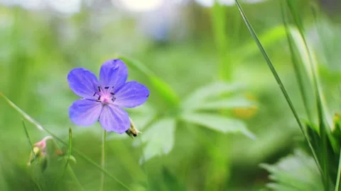 Wild geranium sylvaticum blue flower swinging in the wind in the forest, closeup 스톡 동영상 138688089