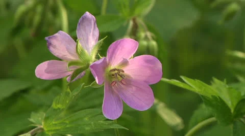 Wild Geranium wildflower in bloom Stockbeeldmateriaal 23112088