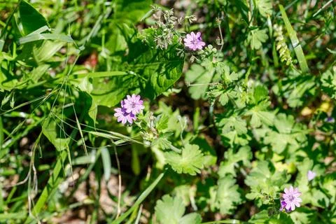 Wild Geraniums and Greenery Stock Photos