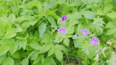 Wild geraniums bloom in wild nature. Beautiful wild lilac cranesbill flower Stock Footage 202911743