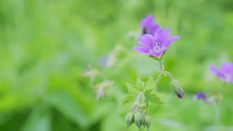Wild geraniums bloom in wild nature. Beautiful wild lilac cranesbill flower Stock Footage 202913664