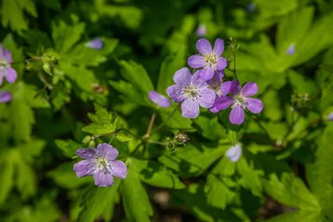Wild geraniums closeup Stock Photos