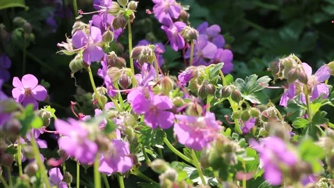 Wild geraniums Stock Footage 276297323
