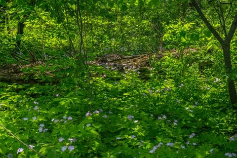 Wild geraniums in the forest Foto stock