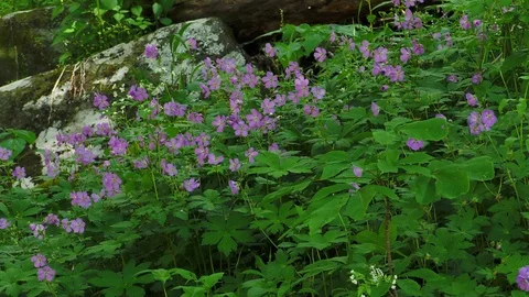 Wild Geraniums, Spring, Eastern USA Stock Footage 119117257