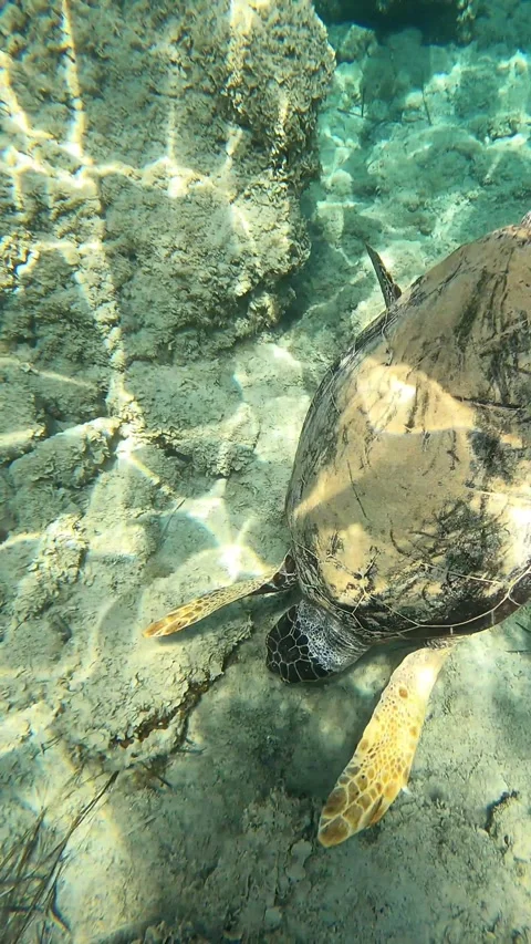 Wild Giant Loggerhead Turtle Foraging in Clear Kefalonia Waters Stock Footage 332333253