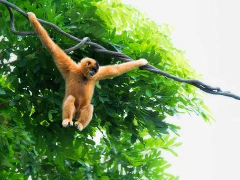 Wild Gibbon Monkey Stock Photos