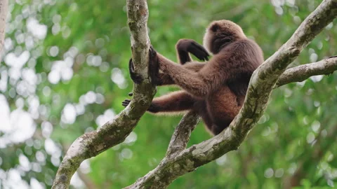 A wild gibbon monkey sits in a tree and itches himself Video stock 327943997