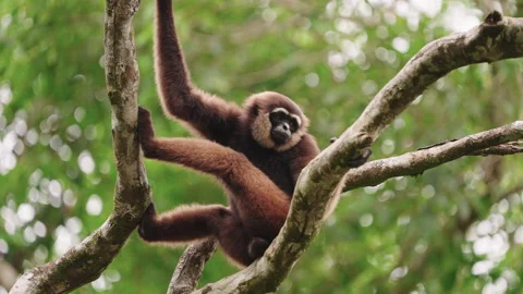 Wild gibbon monkey sitting in tree canopy Stock Footage 327943932