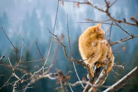Wild ginger cat on a tree Stock Photos