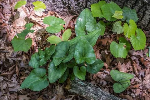 Wild ginger in the forest closeup Stock Photos