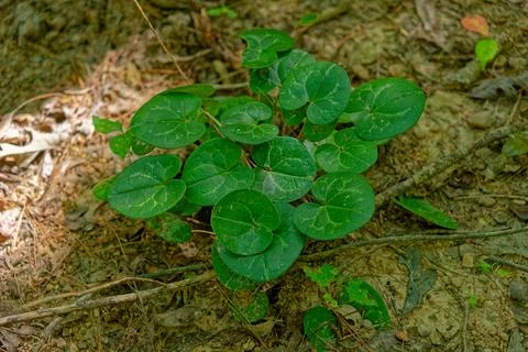 Wild ginger in the forest Foto stock
