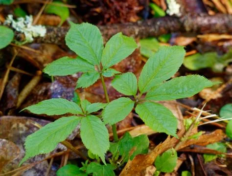 Wild Ginseng Foto stock