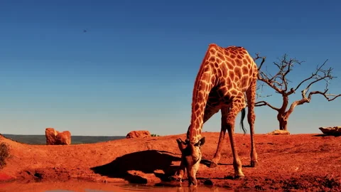 A wild giraffe bends down awkwardly to drink from a watering hole. Stock Footage 332449371