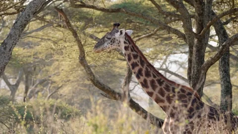 Wild Giraffe Chewing Stock Footage 327985720