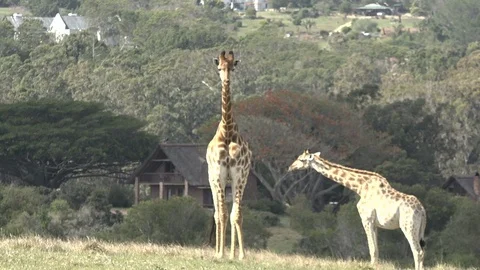 Wild Giraffe grazing Video stock 106361057