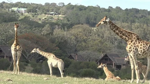 Wild Giraffe grazing Video stock 106361062