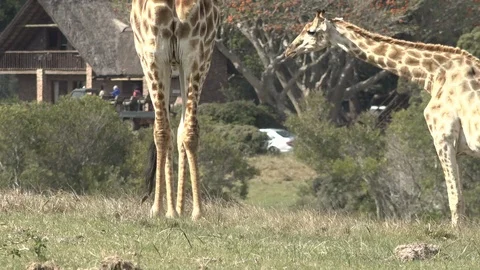 Wild Giraffe grazing Video stock 106361139