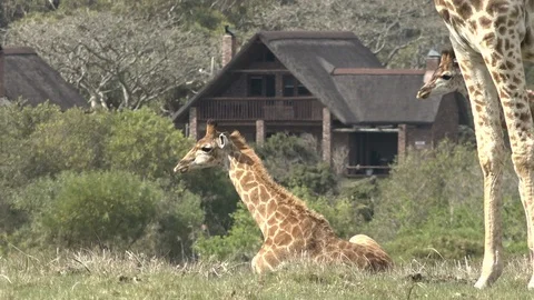 Wild Giraffe grazing Video stock 106361151