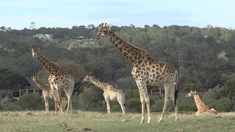 Wild Giraffe grazing Video stock 106361347