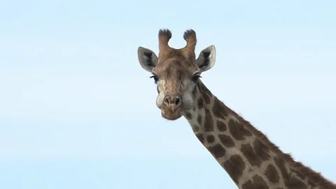 Wild Giraffe grazing Video stock 106361394