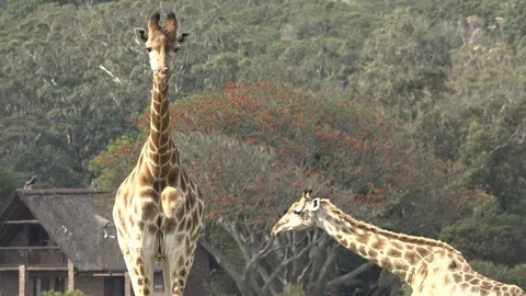 Wild Giraffe grazing Video stock 106361446
