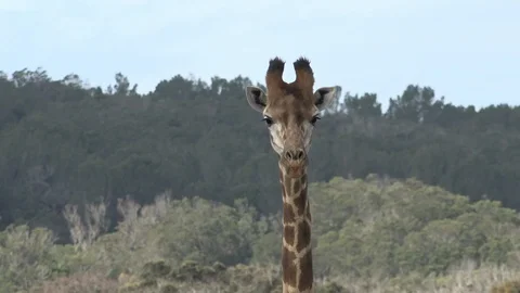 Wild Giraffe grazing Video stock 106361466