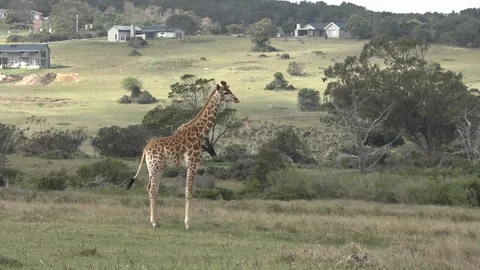 Wild Giraffe grazing Video stock 106361534
