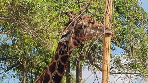 Wild giraffe with long neck and spotted coat. Stock Footage 307767729