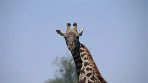 Wild Giraffe Looking at Camera Stock Footage 316977986