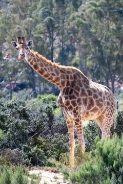 Wild Giraffe looking forward Stockfoto's