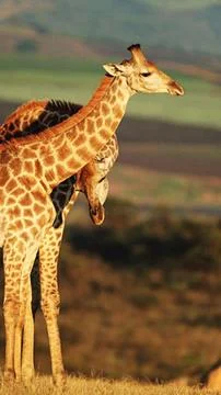 Wild Giraffe in Open Grassland Stock Photos