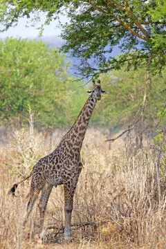 Wild Giraffe Stock Photos