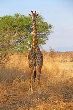 Wild Giraffe Stock Photos