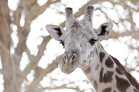 Wild Giraffe Stock Photos