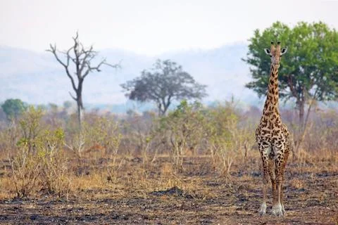 Wild Giraffe Stock Photos