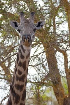 Wild Giraffe Stock Photos