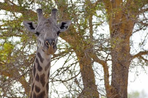 Wild Giraffe Stock Photos