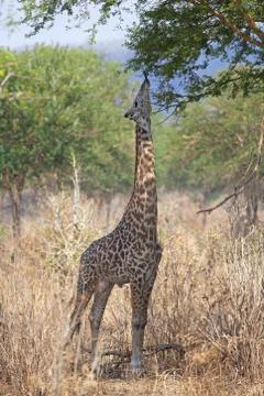 Wild Giraffe Stock Photos