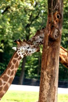Wild Giraffe Stock Photos