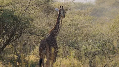 Wild Giraffe Walking Stock Footage 327985719
